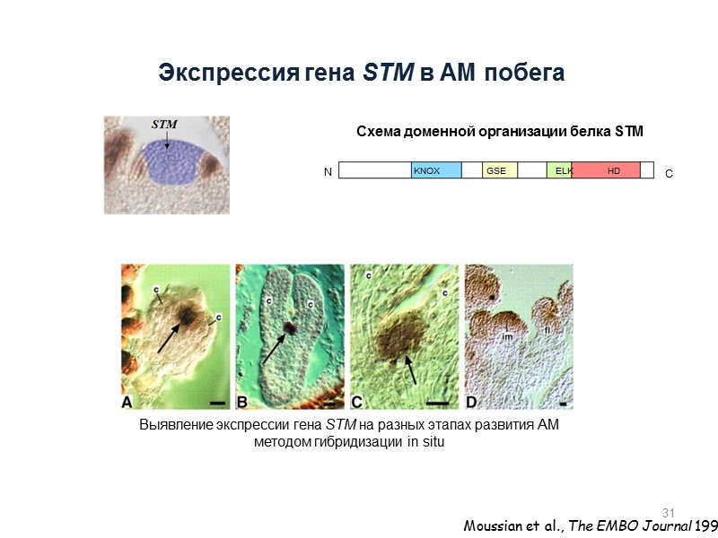 Экспрессия гена STM в АМ побега 31 Moussian et al., The EMBO Journal 1998